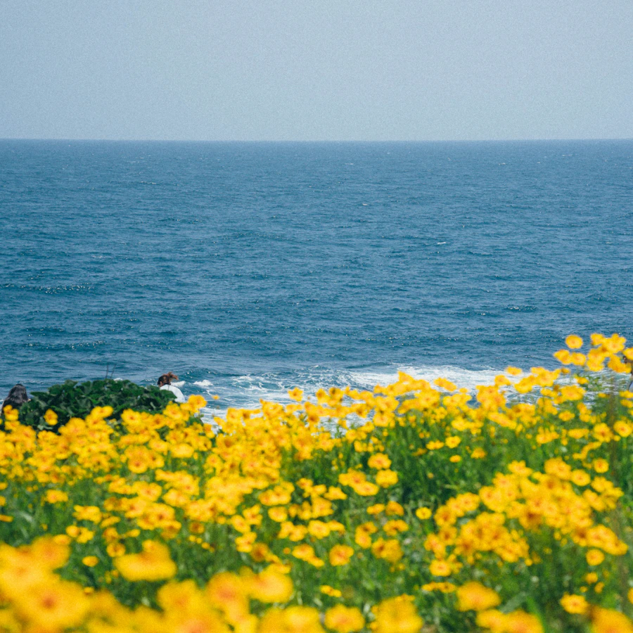 Jeju Canola Flower Festival